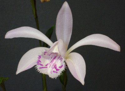 Pleione_x_barbarae_D_800x800_80KB.jpg