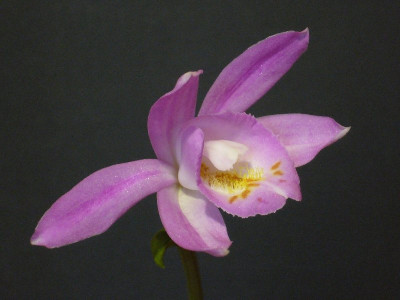 Pleione_Kima_800x800_80KB.jpg