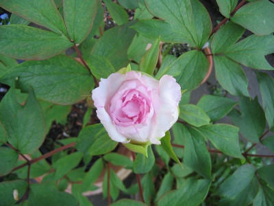 Paeonia_suffruticosa_Hybride_Hortu.jpg