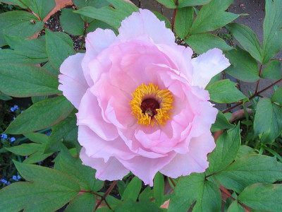 Paeonia_suffruticosa_Hybride_Hortu_2.jpg