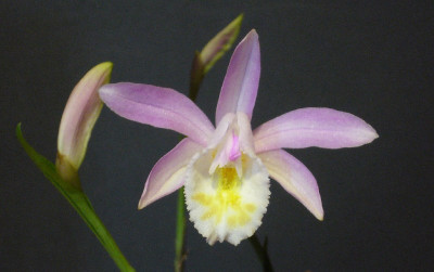 Pleione_chunii_2_800x800_80KB.jpg