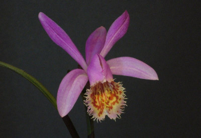 Pleione_Soufriere_A_800x800_80KB.jpg