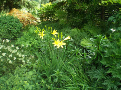 Hemerocallis_lilioasphodelus_2011ea.jpg