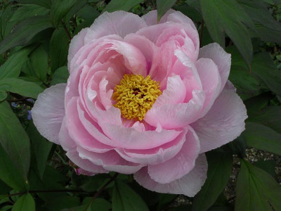 1peony3.jpg