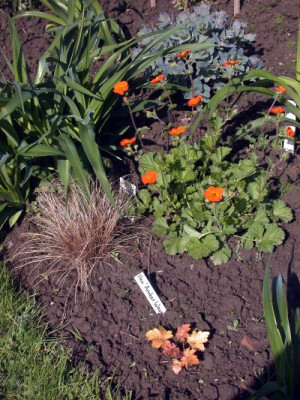 Geum_coccineum_Borisii002.jpg