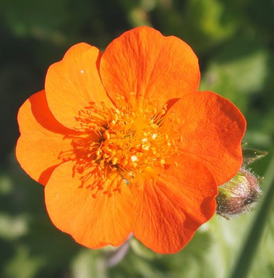 Geum_coccineum_Borisii_2002.jpg