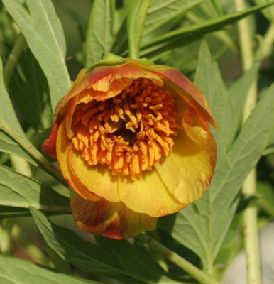 Paeonia_lutea_var_ludlowii_hybride_1772.jpg