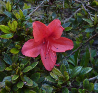 Rhododendron_nakaharae_fars_2011.jpg