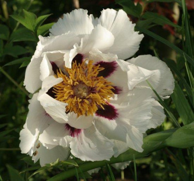 paeonia_rockii_1765.jpg