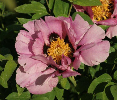 paeonia_rockii_1770.jpg