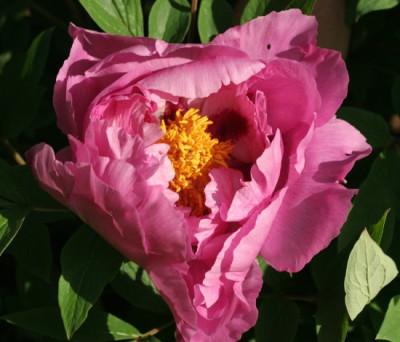 paeonia_rockii_1771.jpg