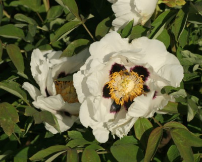 paeonia_rockii_saemling_1763.jpg