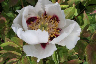 Paeonia_rockii_Hybride.JPG