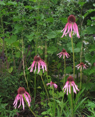 Echinacea_pallida.jpg