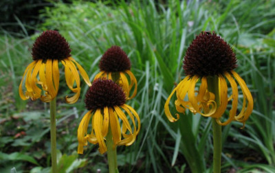 Echinacea_paradoxa.jpg