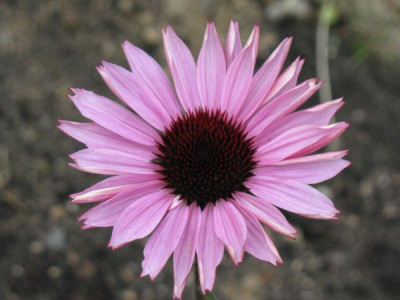 Echinacea_1.jpg