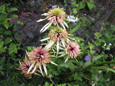 Echinacea_Strawberry_Shortcake_3.jpg