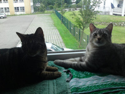 Thommy_und_Charly_im_Fenster.jpg