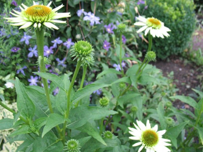 Echinacea_Milkshake_1.jpg