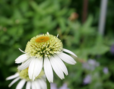 Echinacea0410a.jpg