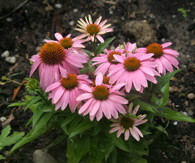 Echinacea0710a.jpg