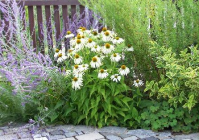 Echinacea_purpurea_Alba.JPG