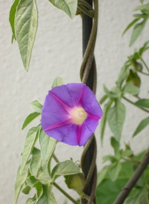 Ipomoea_pubescens_A_900x900_80KB.jpg