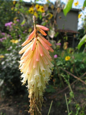 Kniphofia_1.jpg