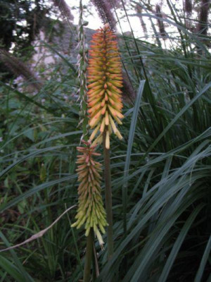 Kniphofia_2.jpg