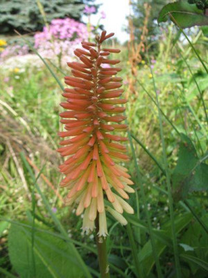 Kniphofia_4.jpg