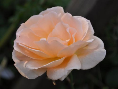 Apricot_Nectar_0011__12220.jpg