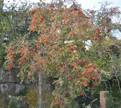 Vogelbeerbaum_0011__2241.jpg