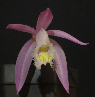 Pleione_praecox_Berggarten_2_900x900_80KB.jpg