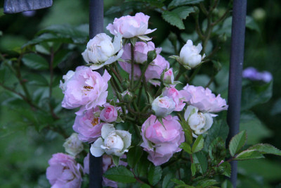 Rose_Kirschrose0111a.jpg