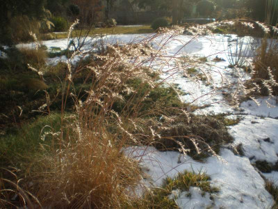 GP_Schizachyrium_scoparium_2012.jpg