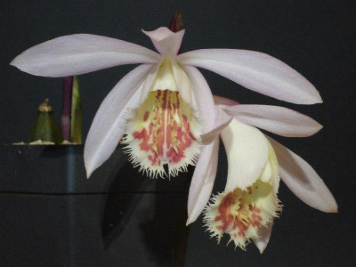 Pleione_Lhasa_Blushes.jpg