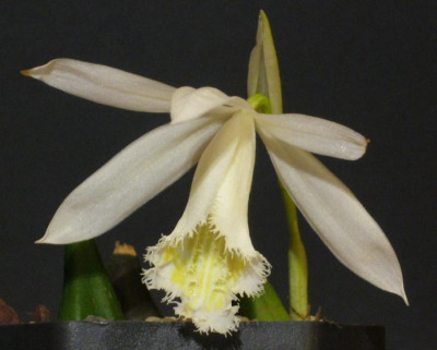 Pleione_Eiger_Cream_1_900x900_80KB.jpg