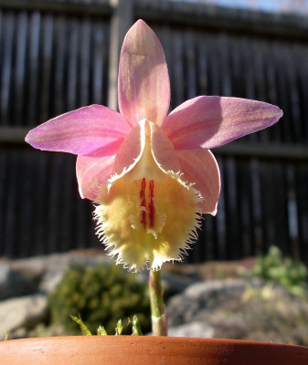 comp_Pleione_Quizapu_Peregrine_15.03.12.jpg