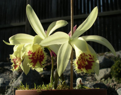 comp_Pleione_Shantung_Ducat_15.03.12.jpg