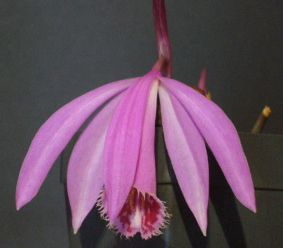 Pleione_Hekla_Locking_Stumps_900x900_80KB.jpg