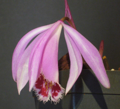 Pleione_Hekla_Partridge_900x900_80KB.jpg