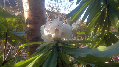 240320121610R.calophytum_CHM3911_-_Kopie.jpg