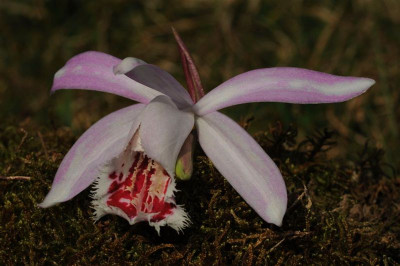 Pleione_Eiger_20120326.jpg