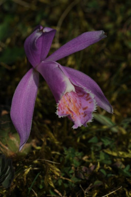 Pleione_Barcena_20120326_2.jpg