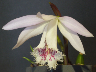 Pleione_Zeus_Weinstein_Pale_800x800_80KB.jpg