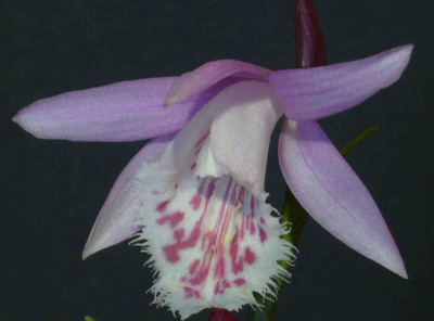 Pleione_formosana_Greenhill_2017x1493_80KB.jpg