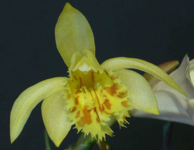 Pleione_Leda_2000x1500_80KB.jpg