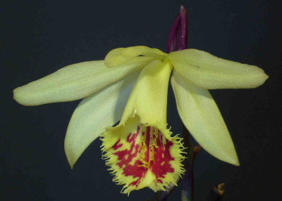 Pleione_Shantung_Ducat_2000x1500_80KB.jpg