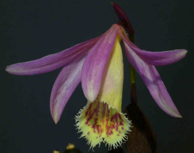 Pleione_San_Salvador_2000x1500_80KB.jpg