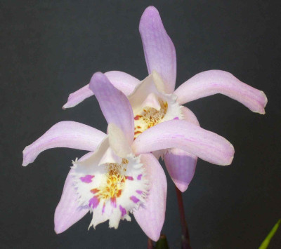 Pleione_Lilac_Wonder_1800x1500_80KB.jpg